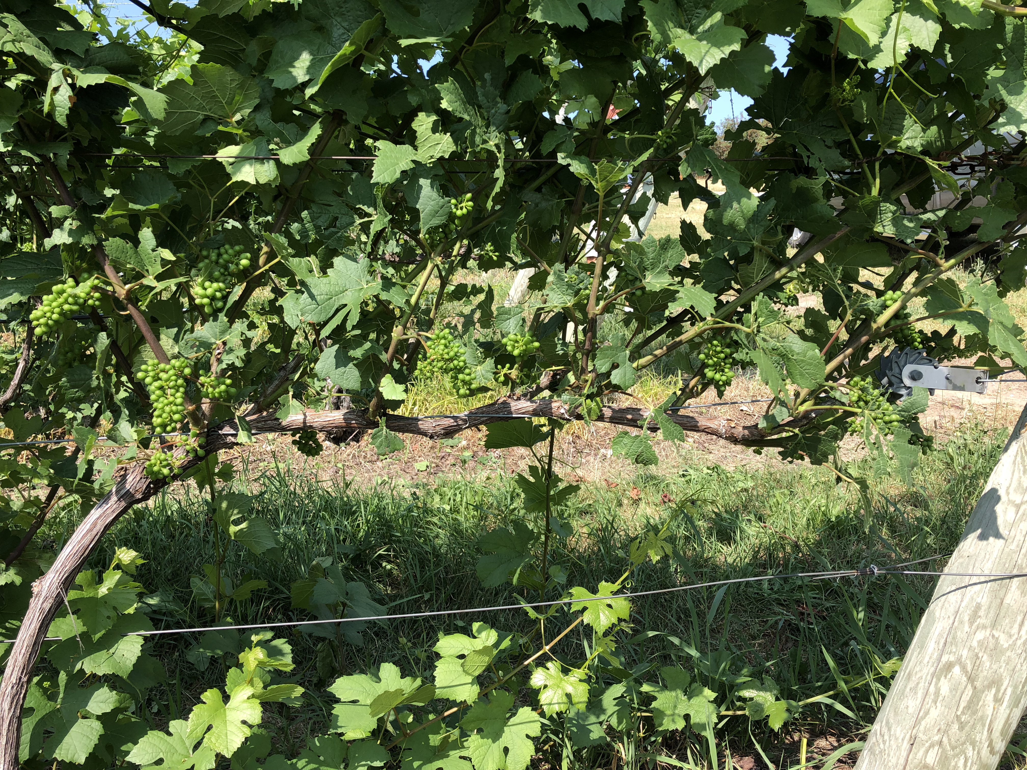 Image 7_Pinot noir post-mechanical leaf removal